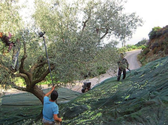 Έχουμε στην γκάμα μας 150 αυθεντικά ελληνικά προϊόντα με βαρύτητα στις κατηγορίες των κατεψυγμένων, ξηρών προϊόντων και γαλακτοκομικών.