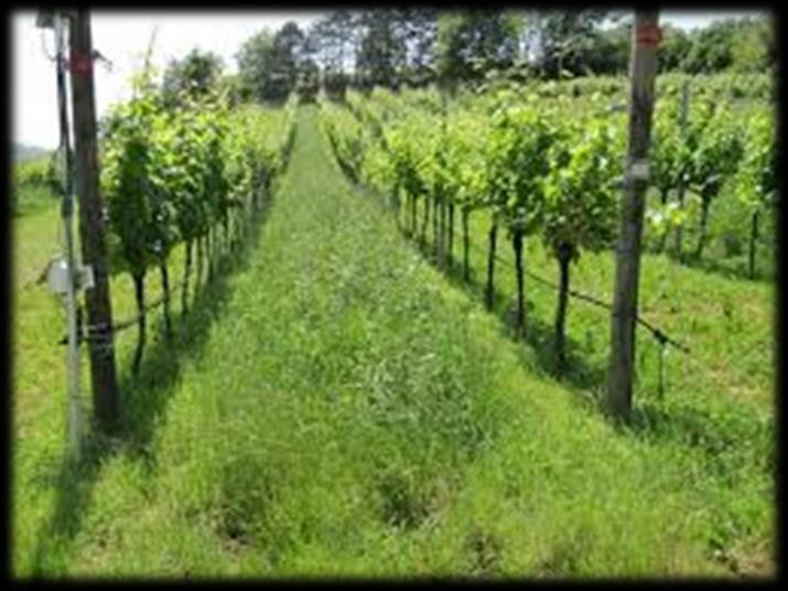 Pokritost tal v vinogradih in sadovnjakih Jesenska prezimna setev LANDSBERŠKA MEŠANICA: - 15 kg /ha ozimne grašice - 15 kg/ha inkarnatke - 15 kg/ha mnogocvetne ljuljke Čas setve: najkasneje do