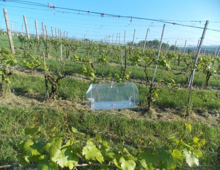 Uporaba feromonskih vab in/ali lepljivih plošč Cilj spremljanje številčnosti škodljivca in določitev optimalnega roka zatiranja manjše število