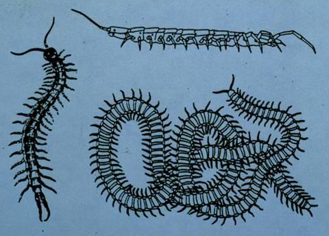 Kotačniki Centipedi predatorji