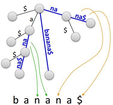 עץ סיומות לא דחוס עץ סיומות דחוס איור 11.2: עצי סיומות של banana 11.3.1 עץ סיומות מוכלל עץ סיומות מוכלל של קבוצת מחרוזות } k S = s} 1,..., s הוא Trie המכיל את כל הסיומות של כל המחרוזות מ S.