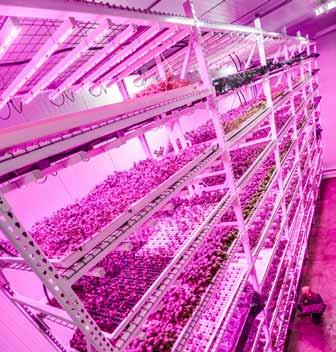 Royal Philips, jeden z popredných svetových výrobcov osvetlenia, sa spojil so spoločnosťou Green Sense Farms (GSF), pestovateľskou firmou v Chicagu, a spoločne vytvorili jednu z najväčších