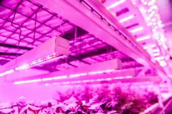Inovatívny model farmárstva využíva optimalizované svetelné recepty, ktoré majú o 85 % nižšiu spotrebu energie a umožňujú zbierať úrodu 20 25-krát ročne.