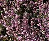 Εικόνα 3. Ερείκη. Ερείκη - Erica multipolyflora, φθινοπωρινή ερείκη (ευρέως γνωστή και ως σουσούρα), (νέκταρ), αλλά και E. arbonea, E. manipuliflora, E. herbacea.
