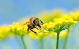 Εικόνα 5. Πολύκομβος. Πολύκομβος Polygonum spp (νέκταρ). Σκοτεινόχρωμο μέλι με χαρακτηριστική μυρωδιά. Η γεύση του δεν αρέσει ιδιαίτερα και γι αυτό δεν συναντάται ως αμιγές μέλι στην ελληνική αγορά.