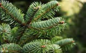 Εικόνα 7. Έλατο. Έλατο Abies sp (μελίτωμα). Στα ελληνικά είδη ελάτης, το σημαντικότερο κοκκοειδές που παρασιτεί είναι το P.