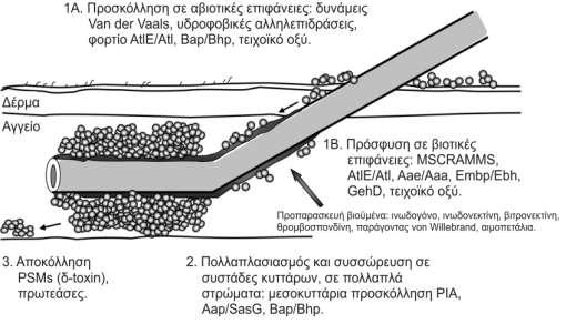 αυτολυσίνη Atl του S. Aureus, διασπώνται πρωτεολυτικά σε δύο βακτηριολυτικά δραστικούς τομείς, μια Ν-τερματική αμιδάση και μια C-τερματική γλυκοζαμινιδάση (Heilmann et al., 1997; Biswas et al., 2006).