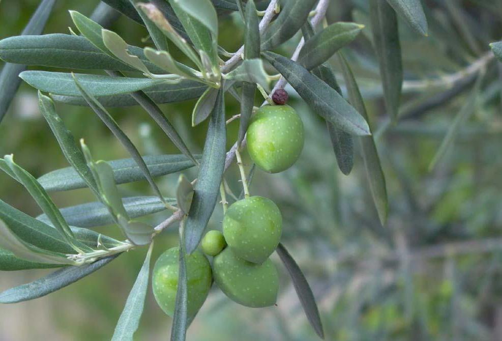 LIPIDI