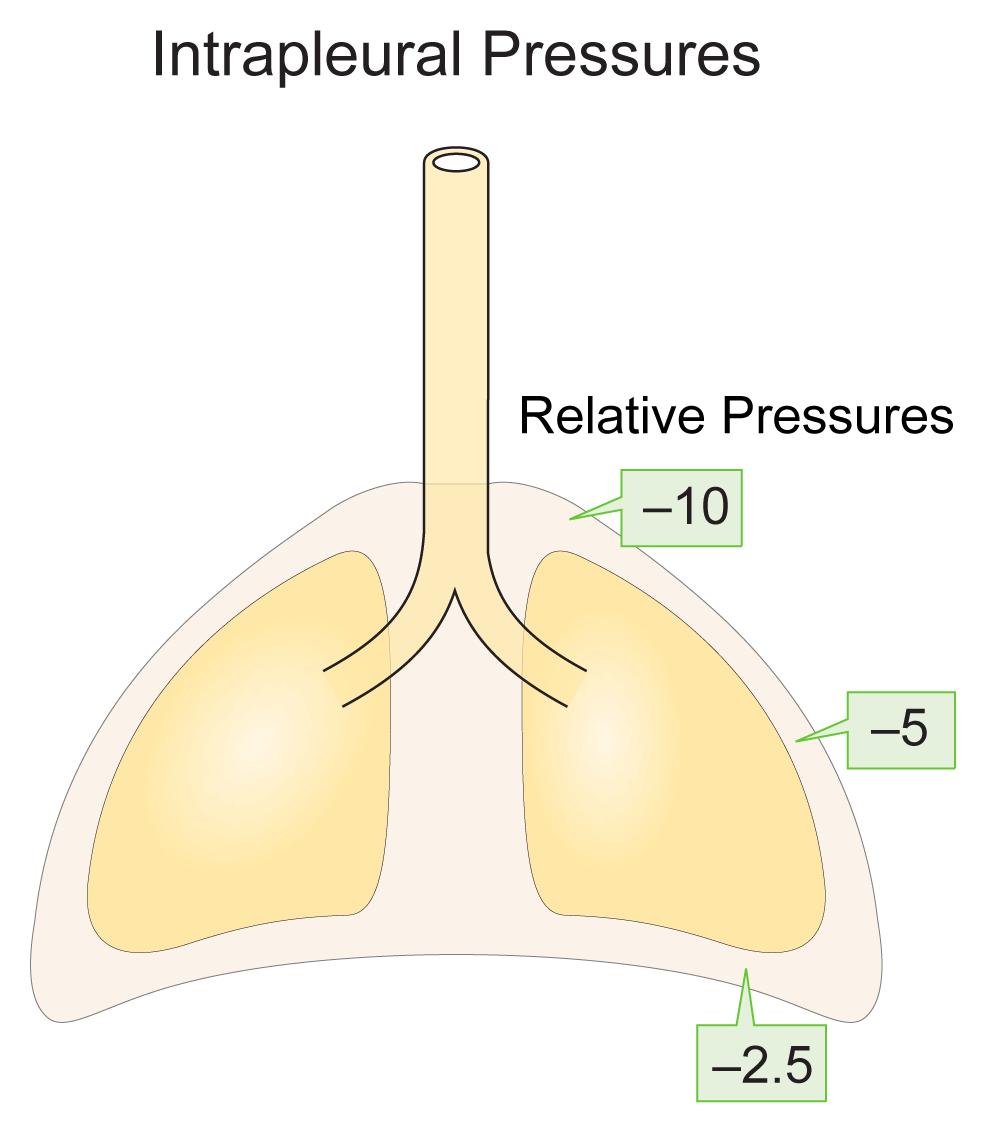 Διαπνευμονική πίεση (P pl ) P pl καθορίζεται από τη θέση (όρθια θέση έναντι ύπτιας) και Το μήκος του θώρακα Κλινικά ματράται στον οισοφάγο (P oe P pl ).