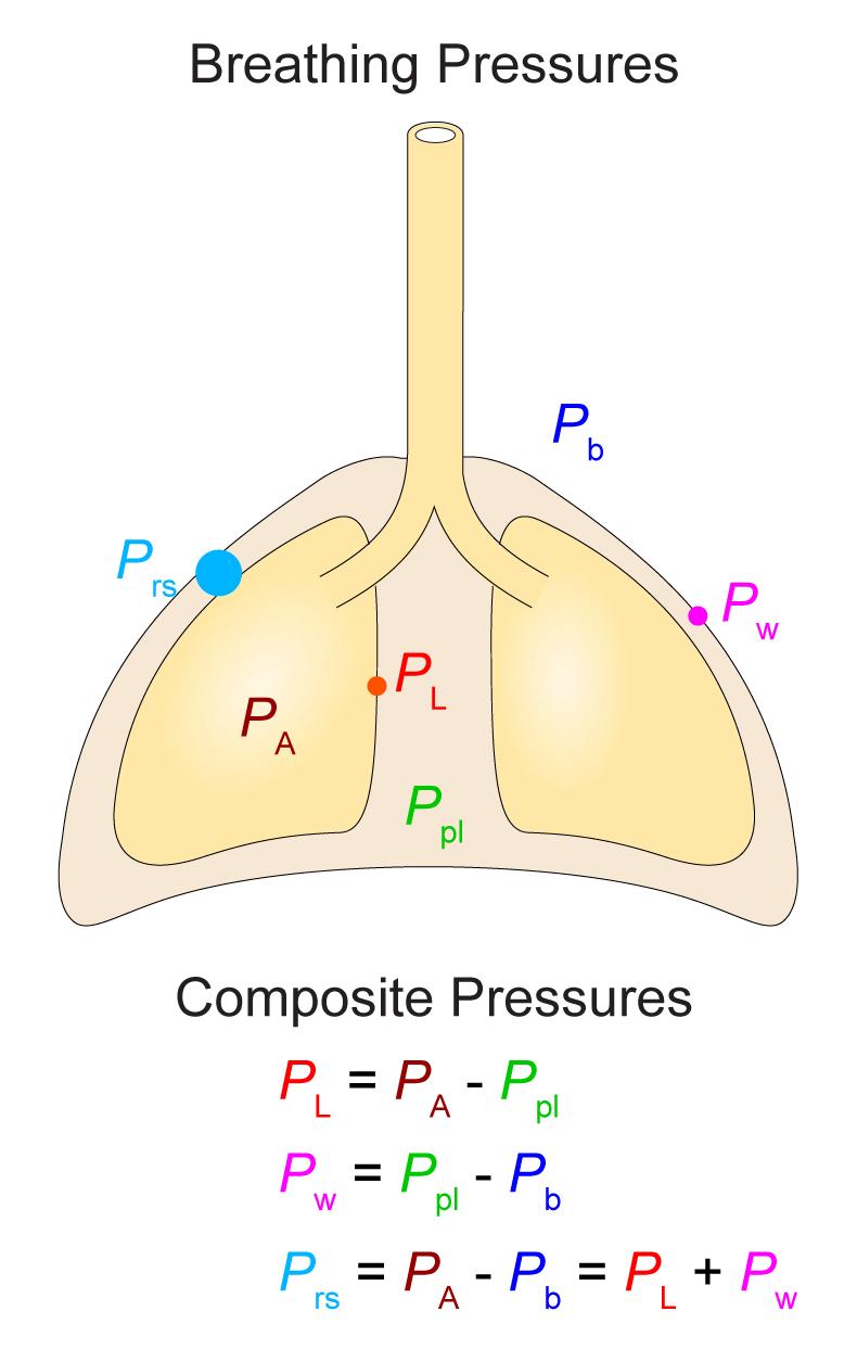 Καθορίζει τον πνευμονικό όγκο Μεγαλύτερη στην εισπνοή έναντι της εκπνοής P w = διαθωρακική πίεση = η πίεση του