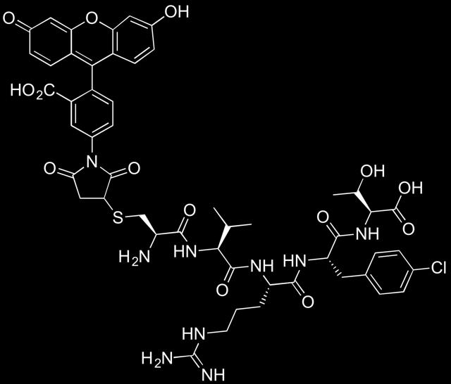 Fluorescein-tagged CLR(4-Cl-F)T CLR(4-Cl-F)T was synthesized as detailed above. The peptide (4.2 mg, 5.8 µm) was dissolved in a 1:1 solution of DMF/ 2 (1 ml). Fluorescein-5-maleimide (4.2 mg, 11.