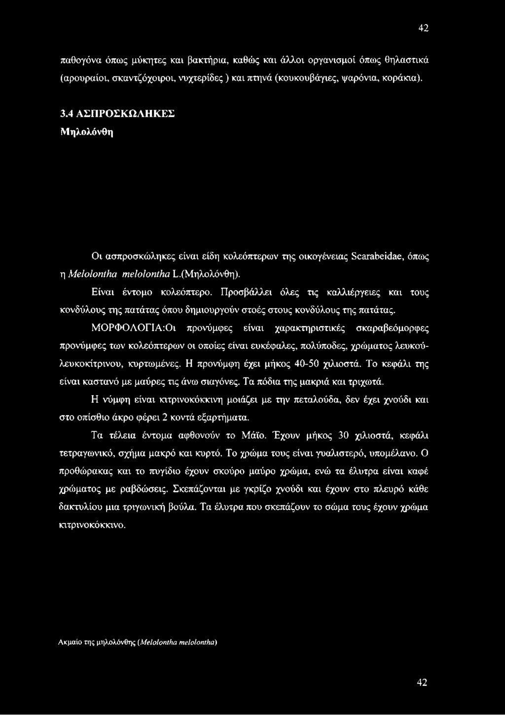 Είναι έντομο κολεόπτερο. Προσβάλλει όλες τις καλλιέργειες και τους κονδύλους της πατάτας όπου δημιουργούν στοές στους κονδύλους της πατάτας.