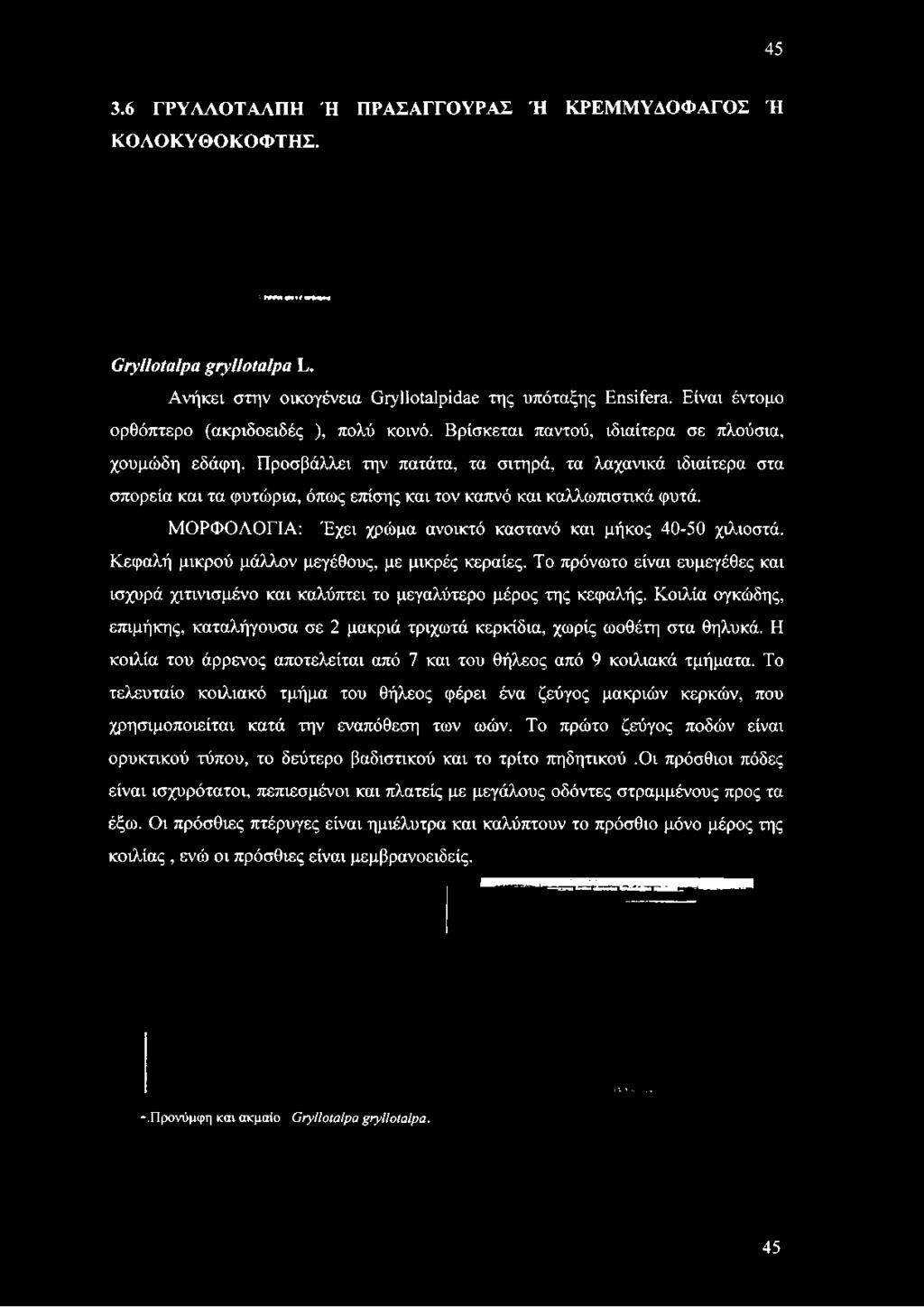καπνό και καλλωπιστικά φυτά. ΜΟΡΦΟΛΟΕΙΑ: Έχει χρώμα ανοικτό καστανό και μήκος 40-50 χιλιοστά.