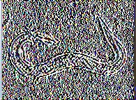 Apanteles litae var. operculella και Bracon instabilis.