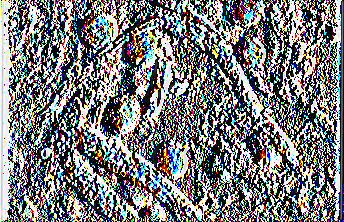 (Dermaptera).