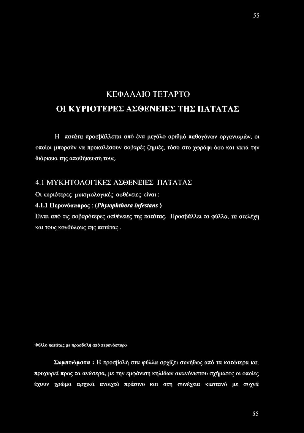1 ΜΥΚΗΤΟΛΟΓΙΚΕΣ ΑΣΘΕΝΕΙΕΣ ΠΑΤΑΤΑΣ Οι κυριότερες μυκητολογικές ασθένειες είναι : 4.1.1 Περονόσπορος : {Phytophthora infestons ) Είναι από τις σοβαρότερες ασθένειες της πατάτας.