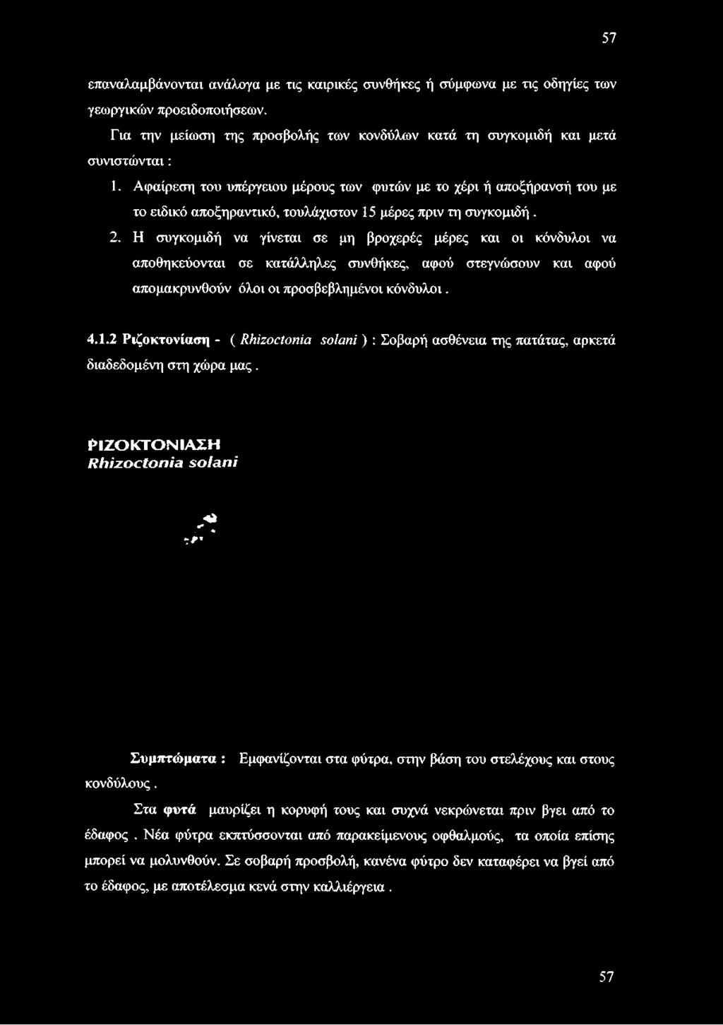 κόνδυλοι. 4.1.2 Ριζοκτονίαση - ( Rhizoctonia solani ) : Σοβαρή ασθένεια της πατάτας, αρκετά διαδεδομένη στη χώρα μας.