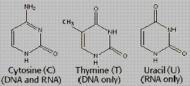 Παράγωγα της πυριμιδίνης είναι οι ουρακίλη, θυμίνη (υδροξυπυριμιδίνες), η κυτοσίνη και το βαρβιτουρικό οξύ.