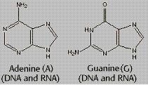 προκύπτει η πουρίνη ή ιμιδαζολο [4,5-d] πυριμιδίνη με δομή που φαίνεται στην ακόλουθη εικόνα: Μεγαλύτερο ενδιαφέρον όμως παρουσιάζουν τα παράγωγα της πουρίνης, υποξανθίνη, ξανθίνη, αδενίνη και