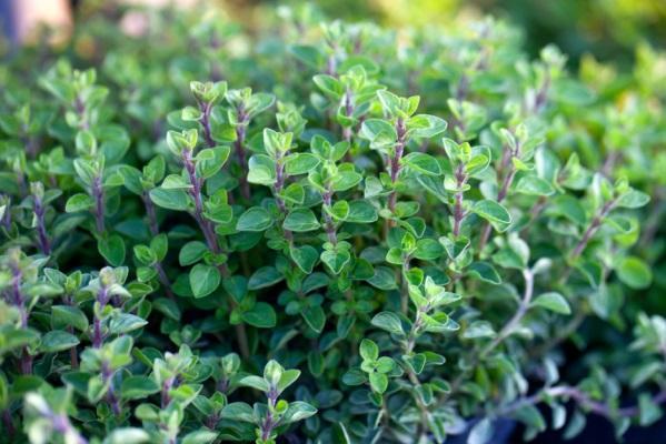 Βασίλειο: Μαντζουράνα Φυτά (Plantae) Δικοτυλήδονα (Magnoliopsida) Λαμιώδη (Lamiales) Χειλανθή (Lamiaceae) Ορίγανον (Origanum) Είδος: O.
