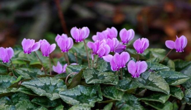 Βασίλειο: Κυκλάμινο Φυτά (Plantae) Δικοτυλήδονα (Magnoliopsida) Ηρανθώδη (Primulales) Ηρανθοειδή (Primulaceae) Κυκλάμινον (Cyclamen) To Κυκλάμινο είναι ένα από τα ομορφότερα αγριολούλουδα της