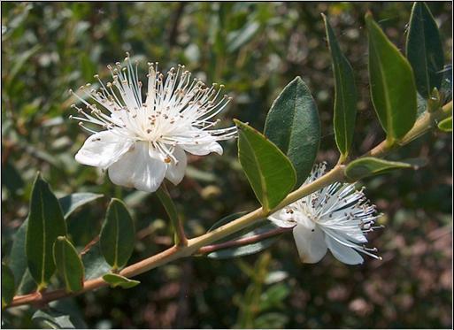Βασίλειο: Φυτά ΜΥΡΤΙΑ Δικοτυλήδονα (Magnoliopsida) Μυρτώδη (Myrtales) Μυρτίδες (Myrtaceae) Μύρτος (Myrtus) Η μυρτιά είναι αειθαλής θάμνος, με ύψος που μπορεί να φτάσει ως τα 5 μέτρα.