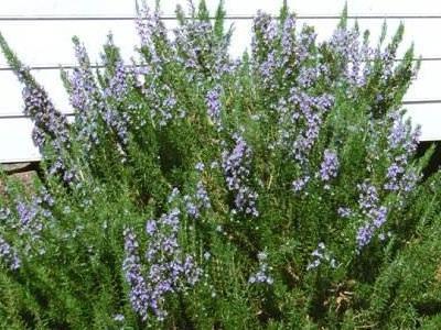 Βασίλειο: ΔΕΝΤΡΟΛΙΒΑΝΟ Φυτά (Plantae) Δικοτυλήδονα (Magnoliopsida) Λαμιώδη (Lamiales) ΕΠΙΣΤΗΜΟΝΙΚΗ ΟΝΟΜΑΣΙΑ: Χειλανθή (Lamiaceae) Rosmarinus officinalis-ροσμαρίνος ο φαρμακευτικός.