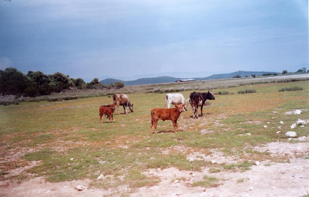 Εικόνα 10: Ποολίβαδο με αγελάδες στη χαμηλή ζώνη.