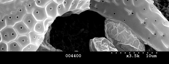 naglom promjenom temperature) izbacuju tanke proteinske niti kroz pore