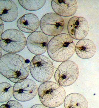 Noctiluca
