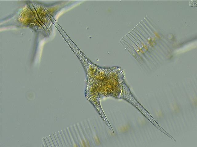 Ceratium