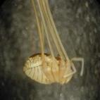 Οι αδένες κοντά στις χηληκεραίες παράγουν µετάξι για το γνέσιµο της φωλιάς. Χαρακτηριστικός αντιπρόσωπος: Chelifer cancroideas, γνωστό σαν σκορπιός των βιβλίων. (Καπετανάκης, 19
