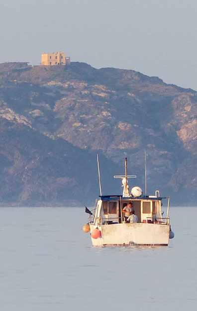 Sterna sandvicensis Sandwich Tern Charrán patinegro Sterne caugek Χειμωνογλάρονο Διακρίνεται από τους γλάρους