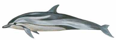 Delphinus delphis Short-beaked Common Dolphin Delfín común Dauphin commun à bec court Κοινό Δελφίνι Το Κοινό Δελφίνι δυστυχώς μόνο κοινό δεν είναι στις ελληνικές θάλασσες, καθώς κινδυνεύει με