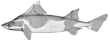 Mobula mobular Giant Devil Ray Manta Diable de mer méditerranéen Διαβολόψαρο Π: έως 5 μ. Μ: ~200 εκ.