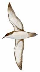 Calonectris diomedea Scopoli s Shearwater Pardela cenicienta Puffin de Scopoli Αρτέμης Θυμίζει καφέ γλάρο, αλλά συγγενεύει με τα