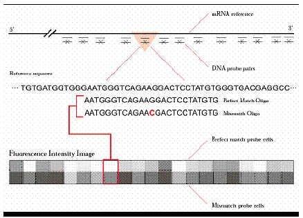 διαφέρει από τον PM σε μία μόνο αντικατάσταση βάσης, στην θέση της κεντρικής βάσης(13η θέση), διαταράσσοντας τη σύνδεση του μεταγραφήματος του γονιδίου-στόχου 9.2.