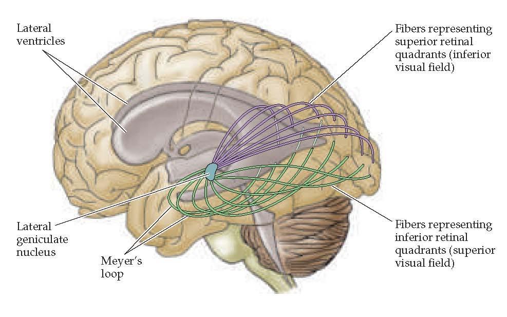Course of the optic