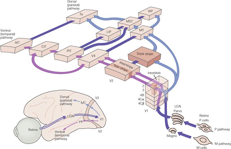 Ventral Pathway Parallel streams of visual