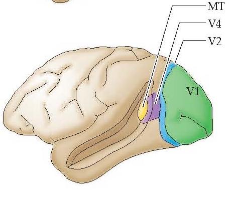 Posterior Parietal MST MT V3