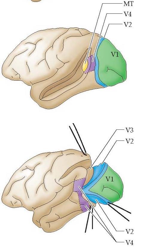 Posterior Parietal MST MT V3