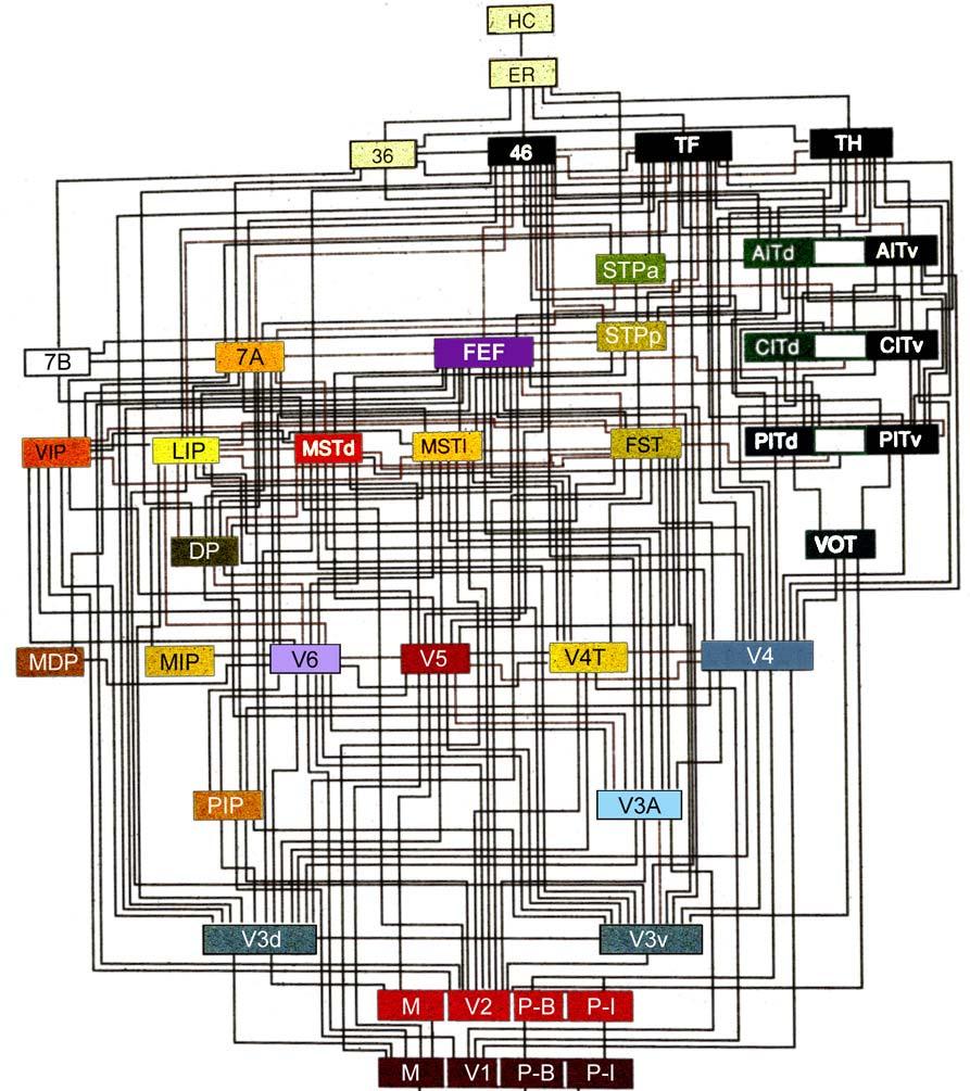 A hierarchy of visual areas in the macaque based on laminar patterns