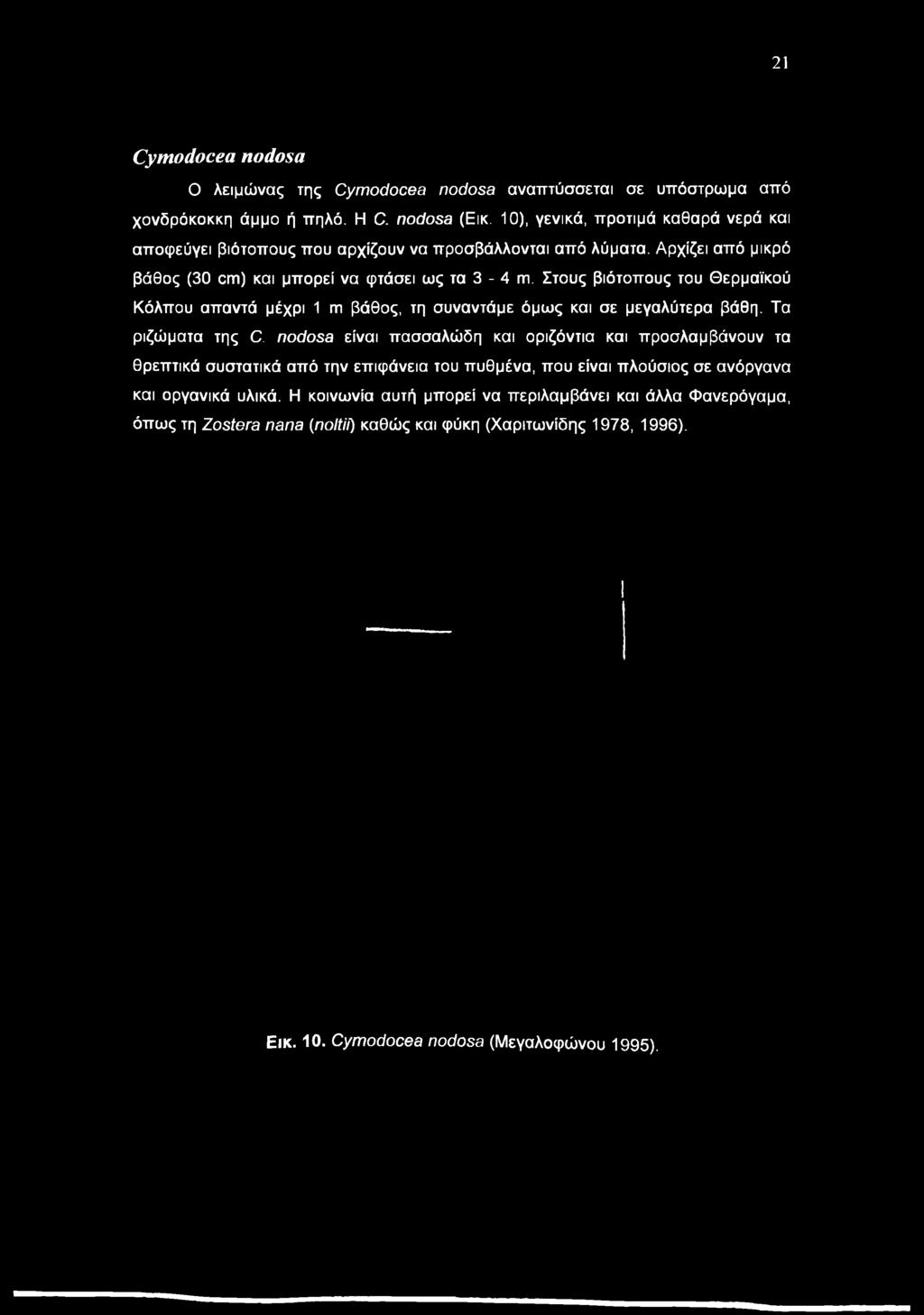 Στους βιότοπους του Θερμαϊκού Κόλπου απαντά μέχρι 1 m βάθος, τη συναντάμε όμως και σε μεγαλύτερα βάθη. Τα ριζώματα της C.
