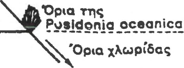 Στο ανώτερο τμήμα της μεσοπαράλιας ζώνης επικρατούν Μυξομύκητες, Φαιοφύκη της οικογένειας Fucacae και μερικά Χλωροφύκη και Ροδοφύκη μικρών διαστάσεων (Porphyra, Bangia, Urospora κ.ά.).