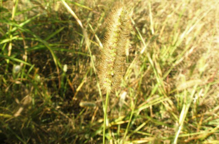acutifolius,