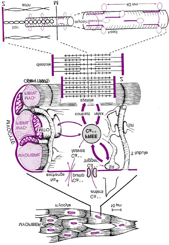 2. Structura fibrei miocardice Celula cardiacă (miocitul) este o celulă musculară specializată striată cu un diametru de 25 µ şio lungime de 100 µ.