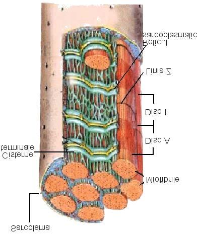 2.1. Caracteristici morfo-funcţionalefuncţionale ale celulei cardiace 1) Sarcolema - este o membrană complexă, ce înveleşte fiecare celulă cardiacă, - este compusă dintr-un strat