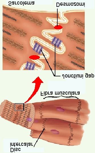 2) Discurile intercalare Structuri membranare în zig-zag la capetele fibrei musculare, cu rol prin: 1.