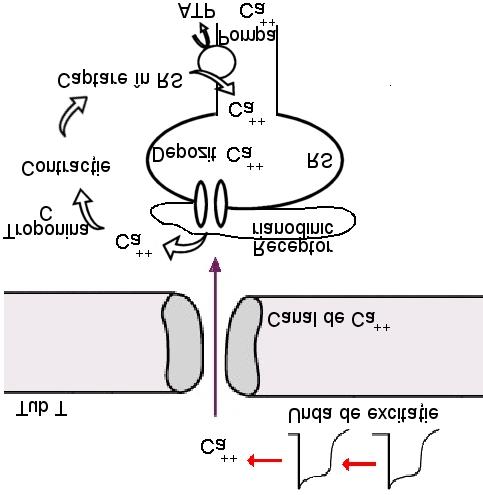 -RolulRS: depoziteazăşi eliberează Ca ++ necesar cuplării excitaţie-contracţie: -după stimulare, Ca ++ este eliberat prin deschiderea canalelor de Ca ++ (receptori ryanodinici), pentru a iniţia