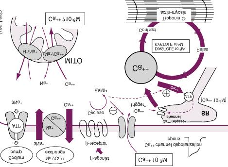 5) Mitocondriile şi 6) Nucleul Mitocondriile - foarte bine reprezentate (ocupă 1/4-1/3 din volumul celulei); - rol: de a genera energie, sub formă de ATP, necesară